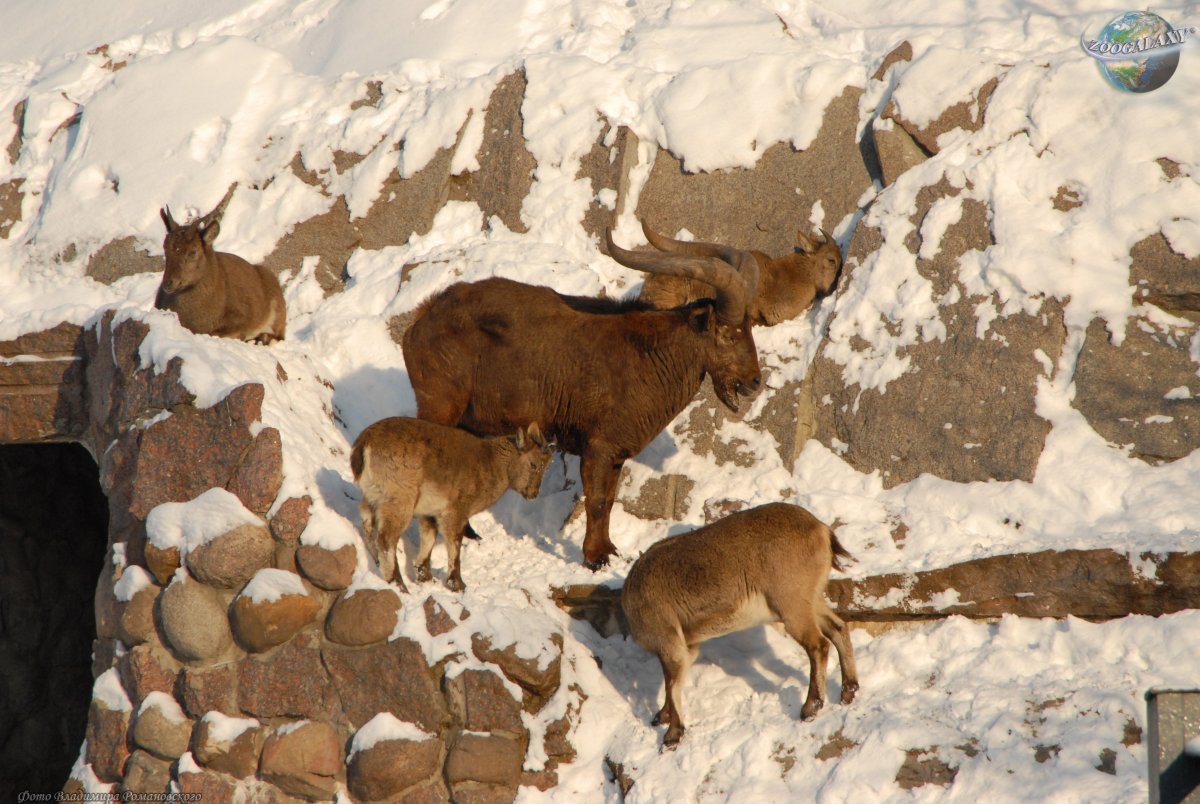 Дагестанский горный козел