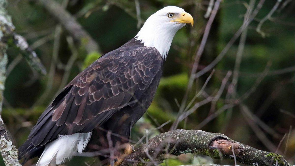 Птицы Дагестана