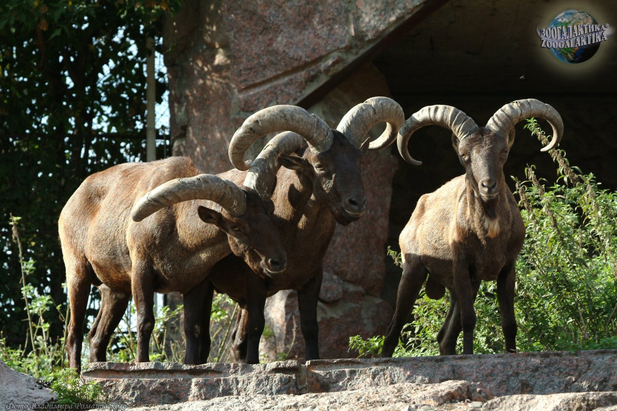 Национальный парк Алания животные