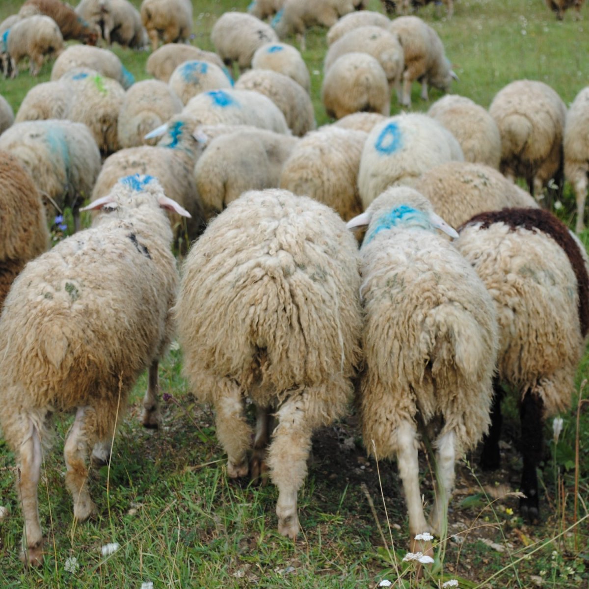 Животные в Дагестане их имена