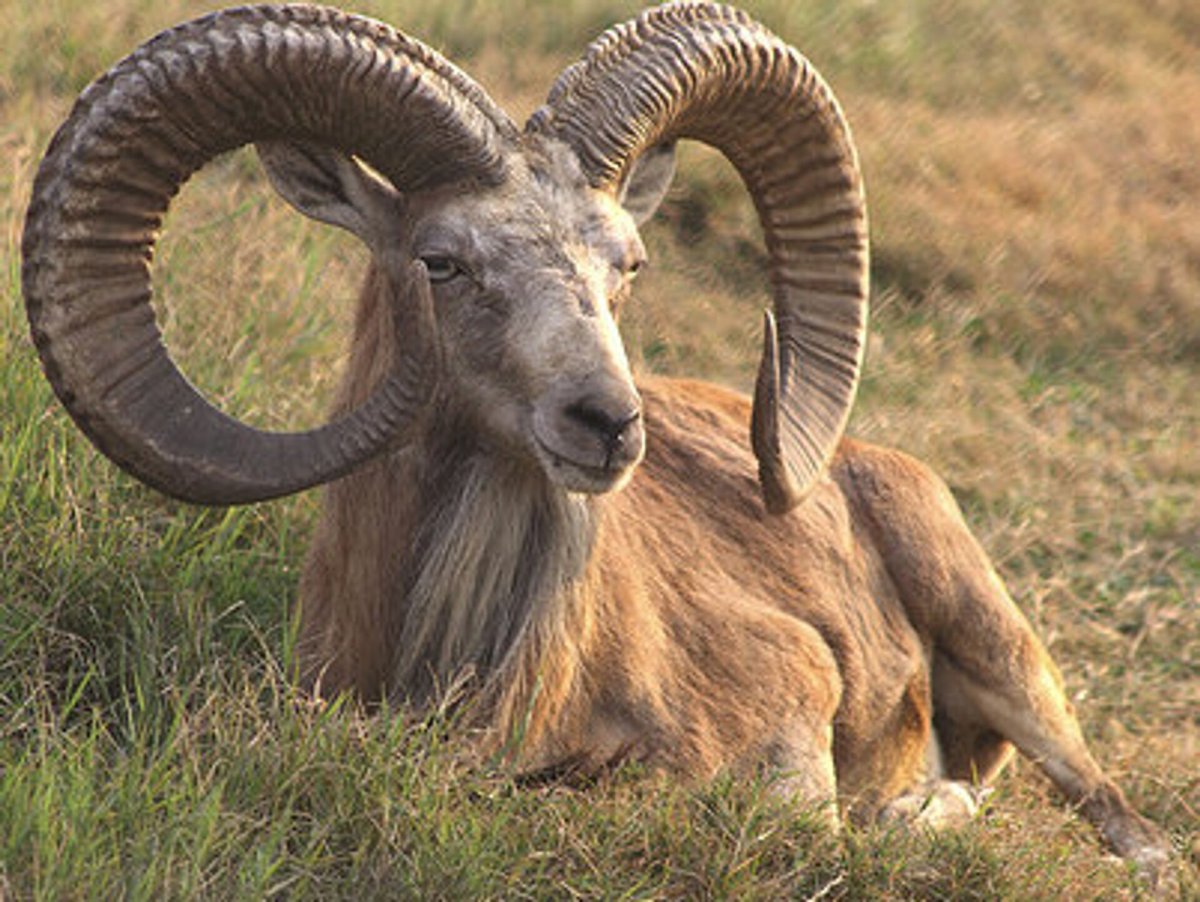 Алтайский горный баран аргали
