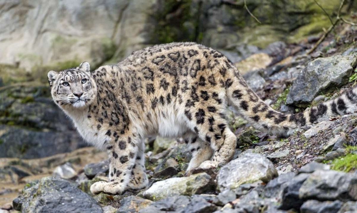 Алтайский заповедник Ирбис