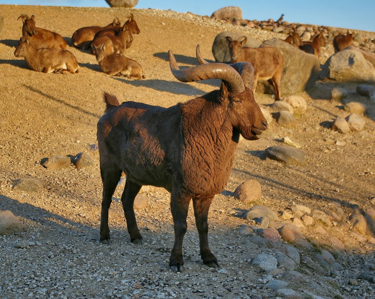 Дагестанский горный козел