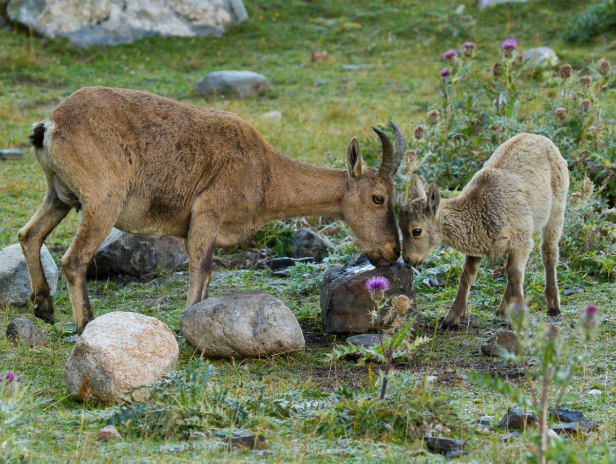 Редкие животные дагестана