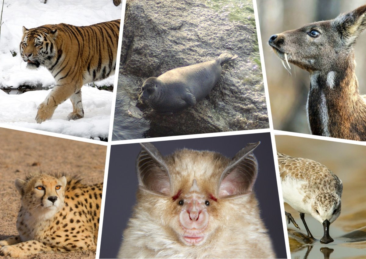 Краснокнижные животные дв