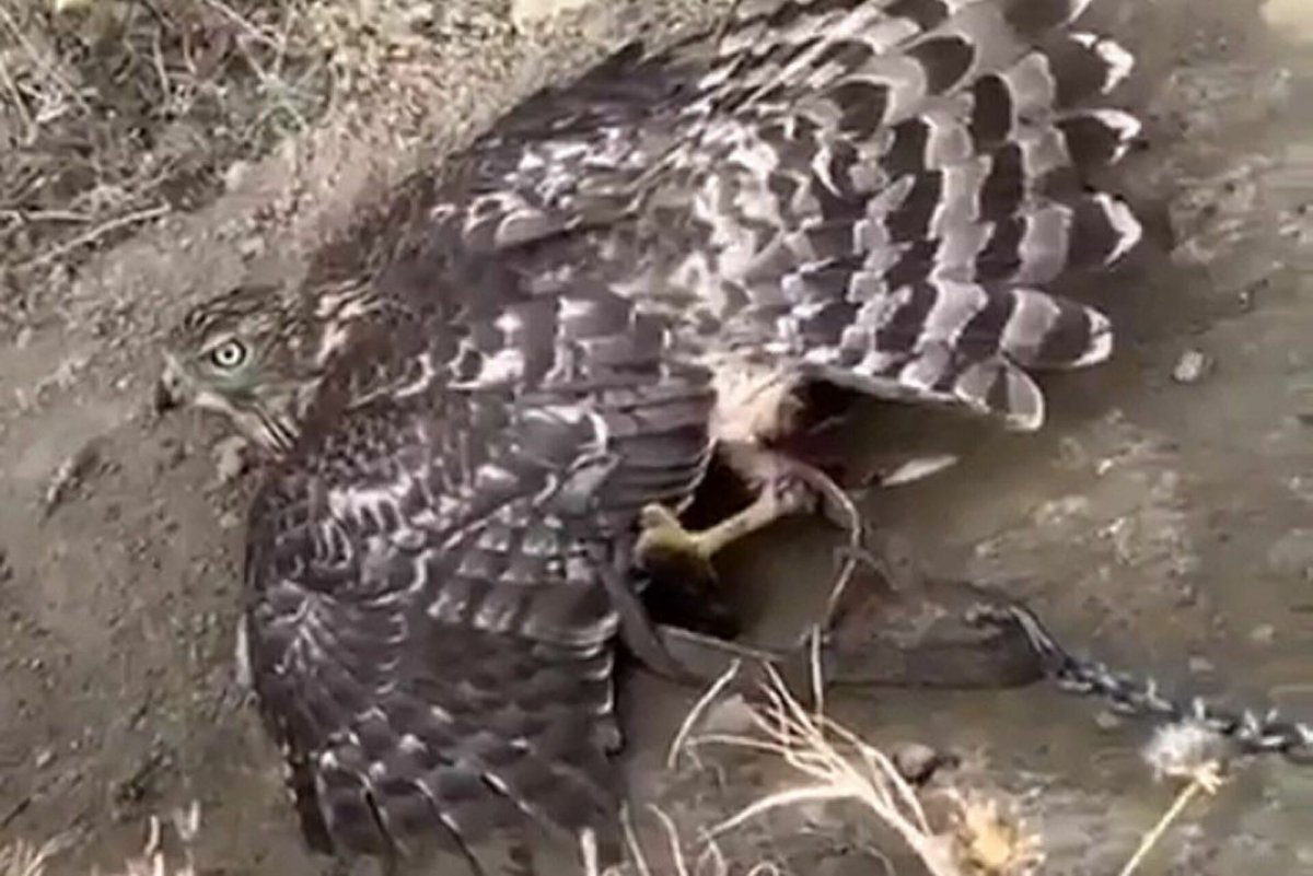 Краснокнижные птицы Дагестана