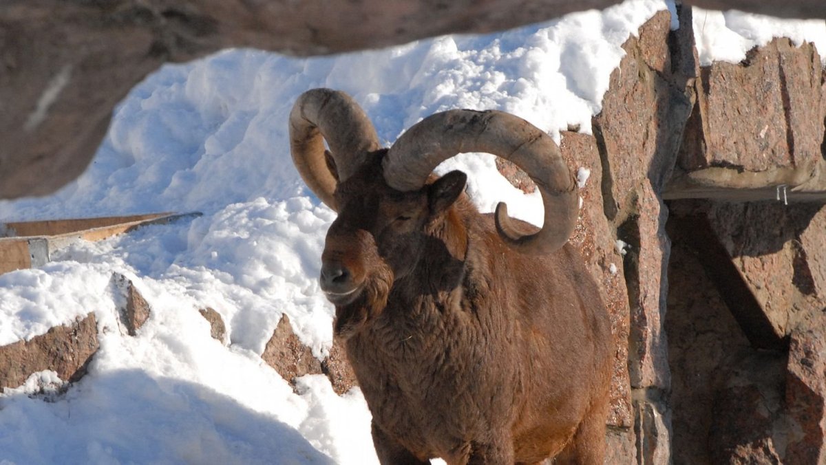 Тур в Дагестане козел