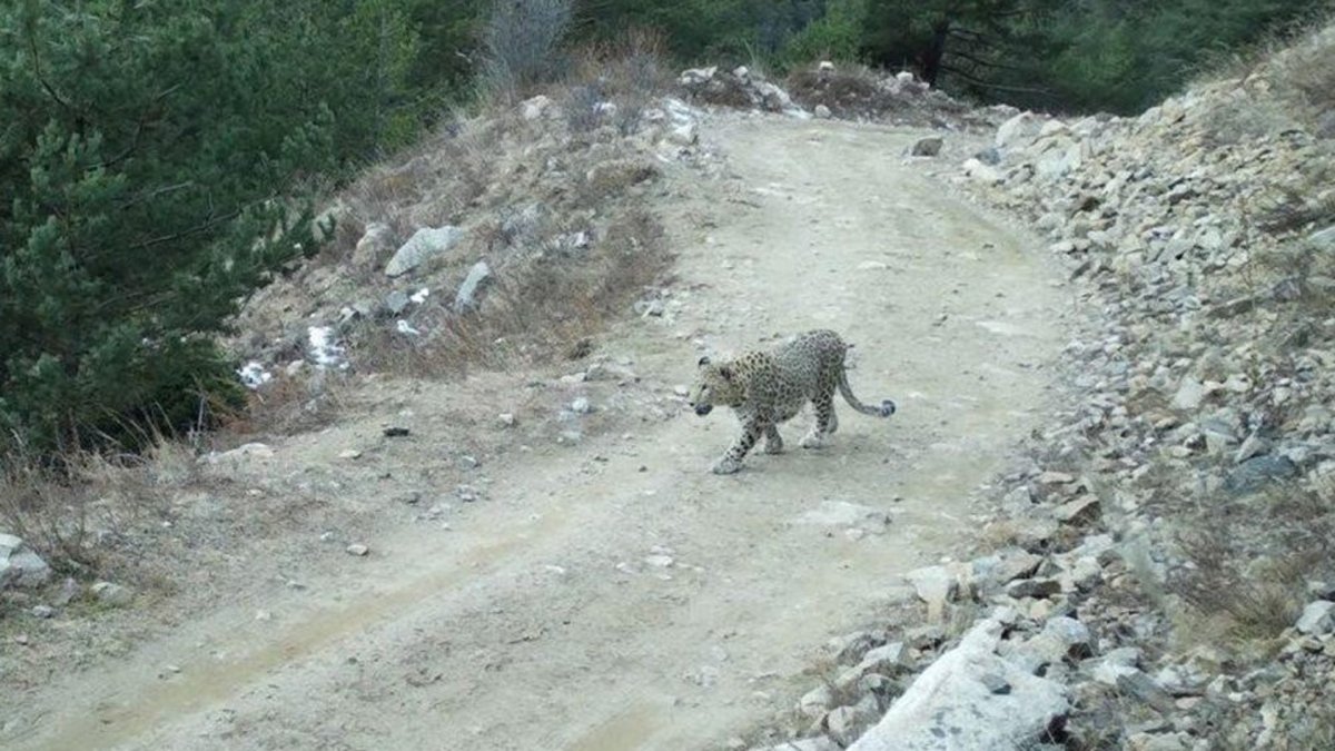 Хунзахский леопард