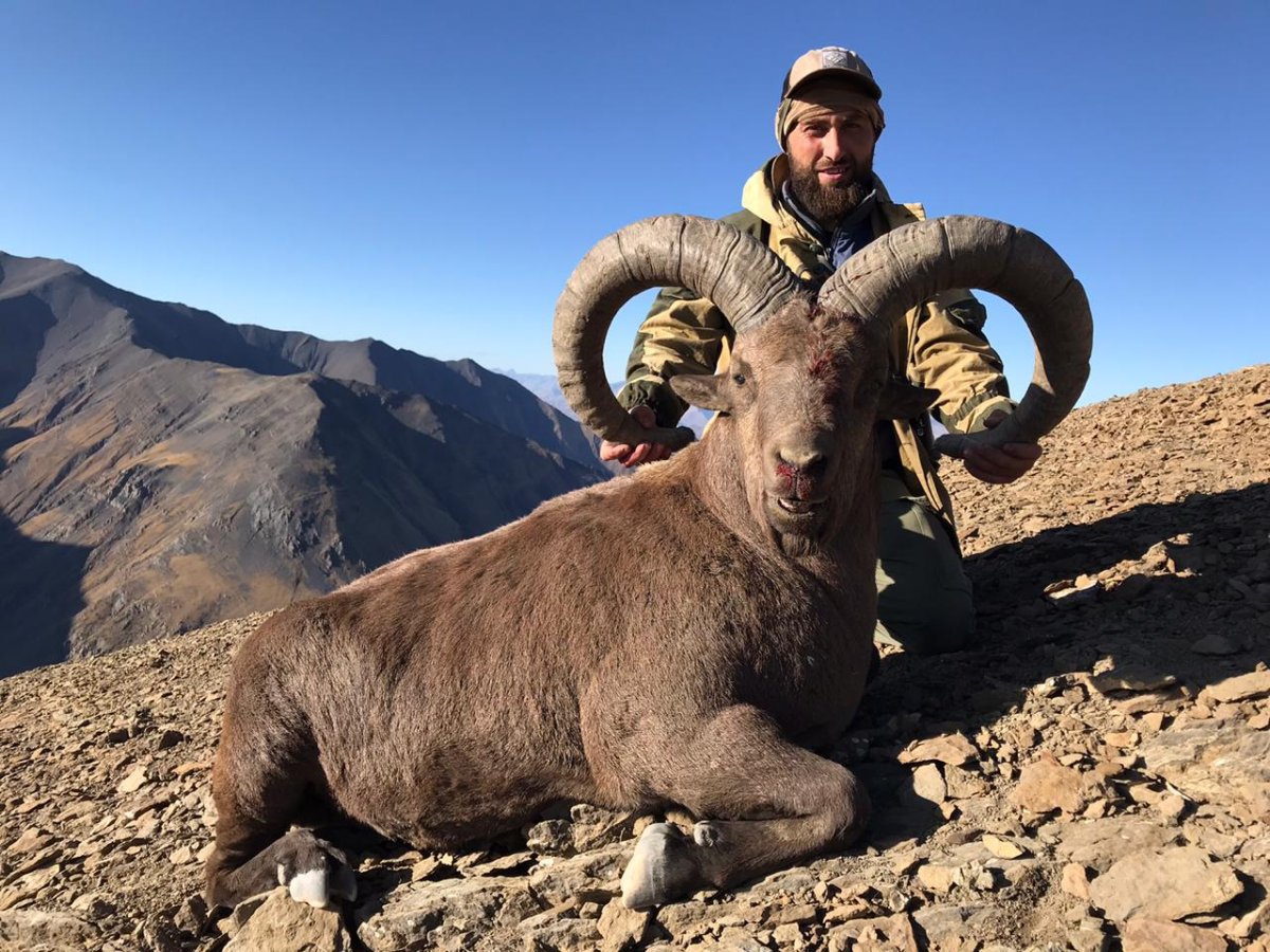 Дагестанский горный баран