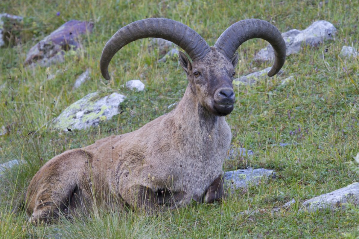 Дагестанский тур (Capra cylindricornis)