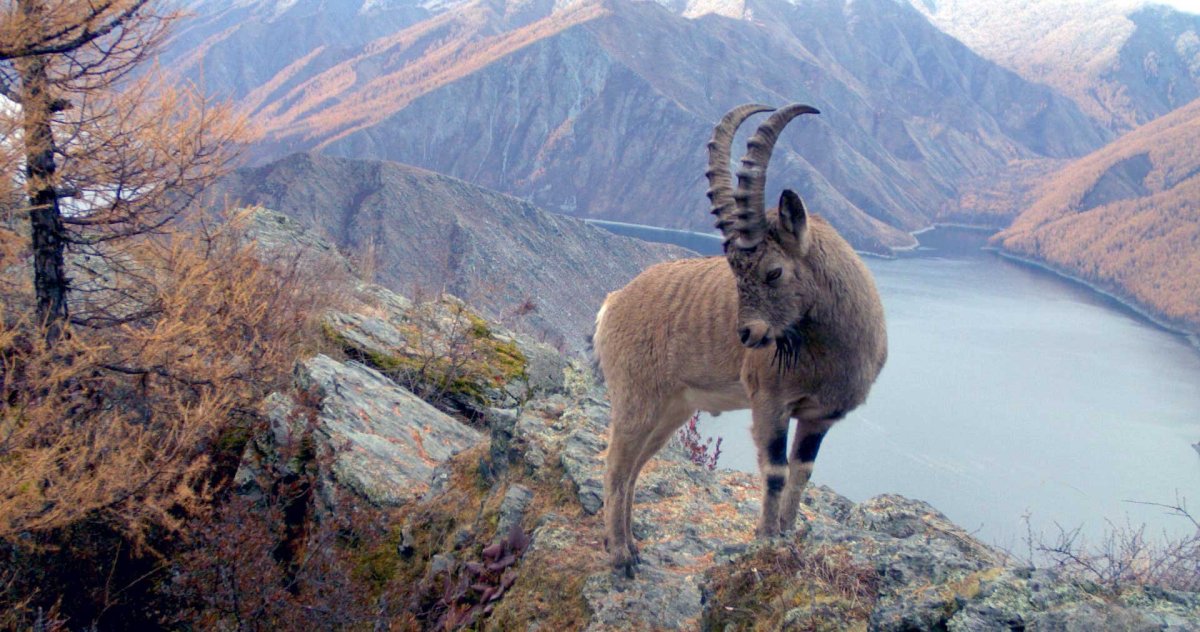 Саяно Шушенский Козерог