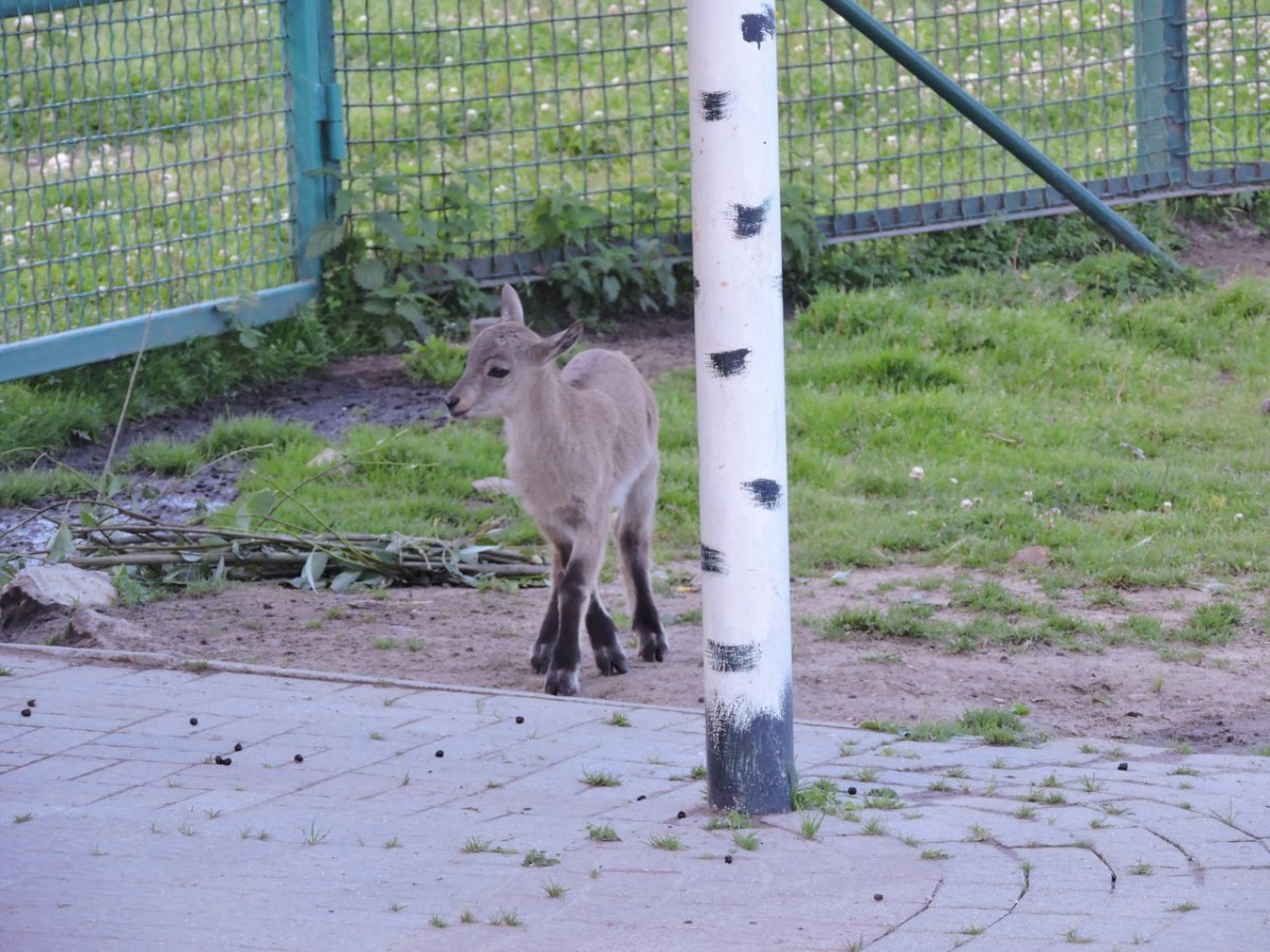Козлята в зоопарке Ярославль