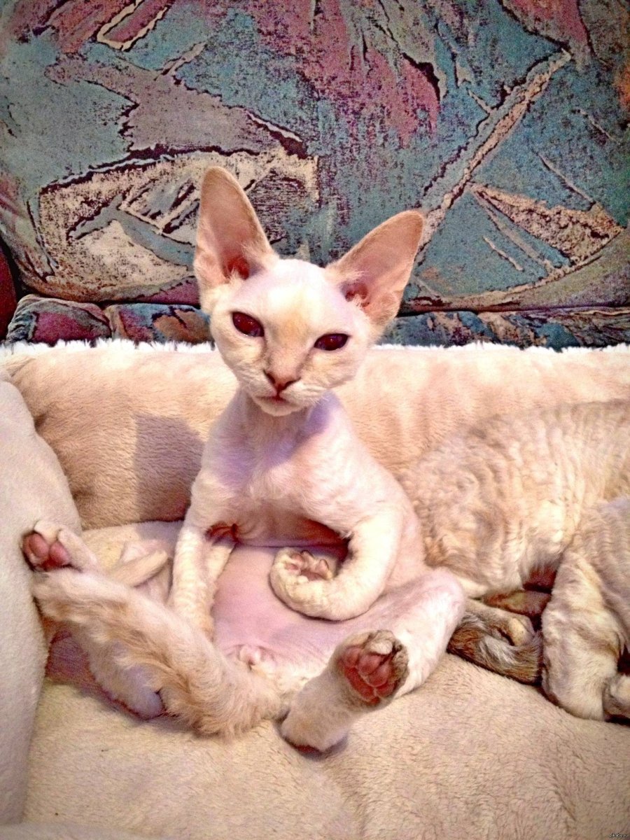Девон рекс кошка