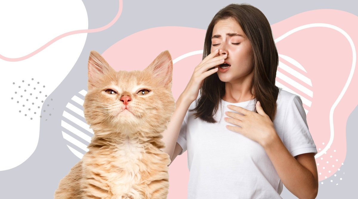 Симптомы аллергии на домашних животных