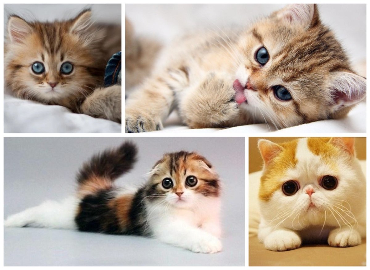 Самые милые кошки не аллергенные