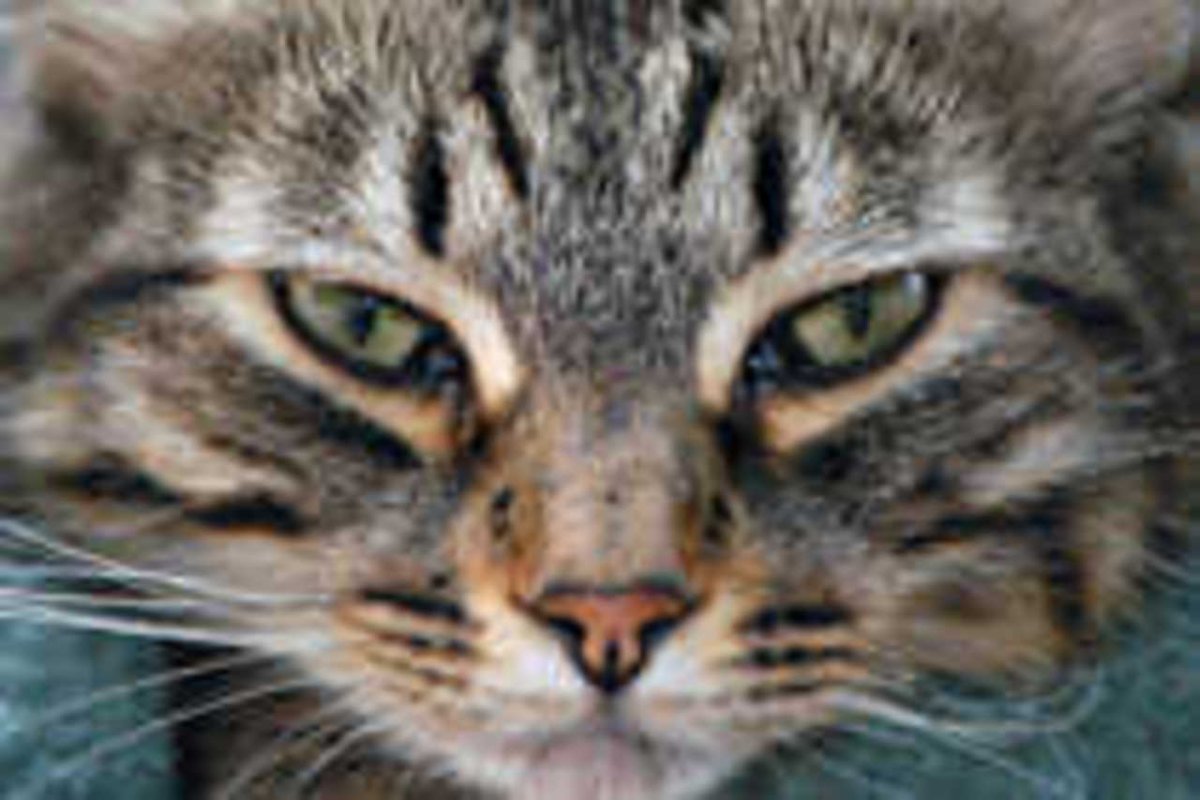 Неаллергичные кошки