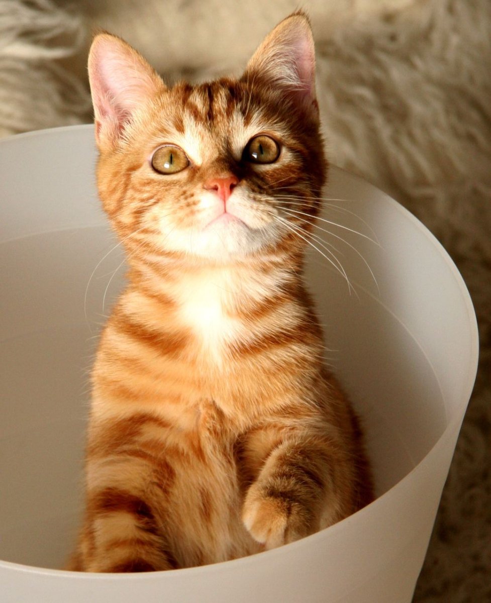 Кошка породы Аллерка