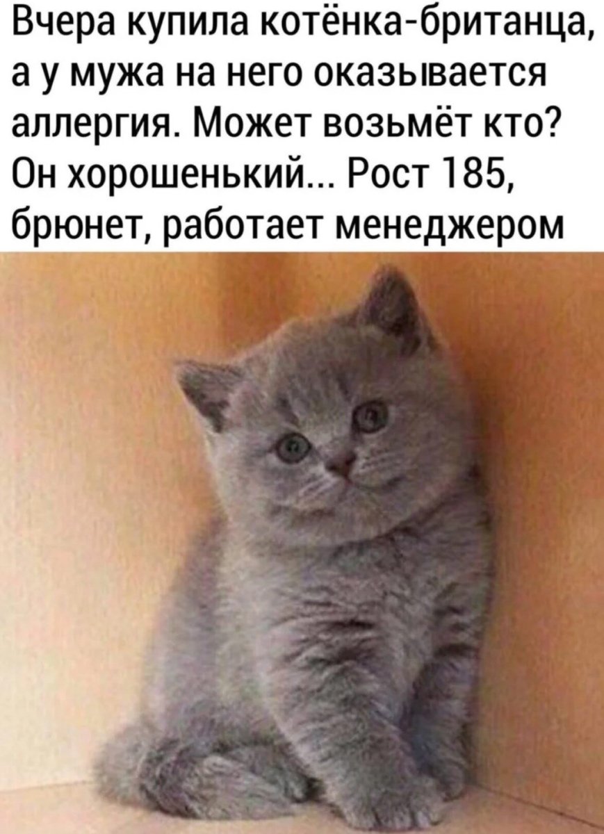 Приколы про британских котов
