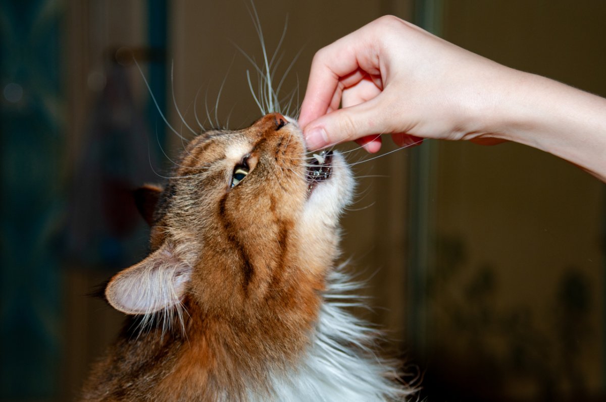 Рыжий котёнок кусается