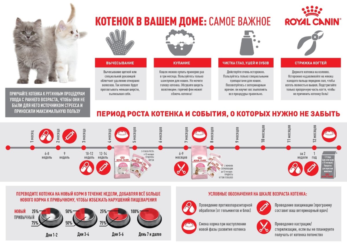 Памятка для хозяев котят