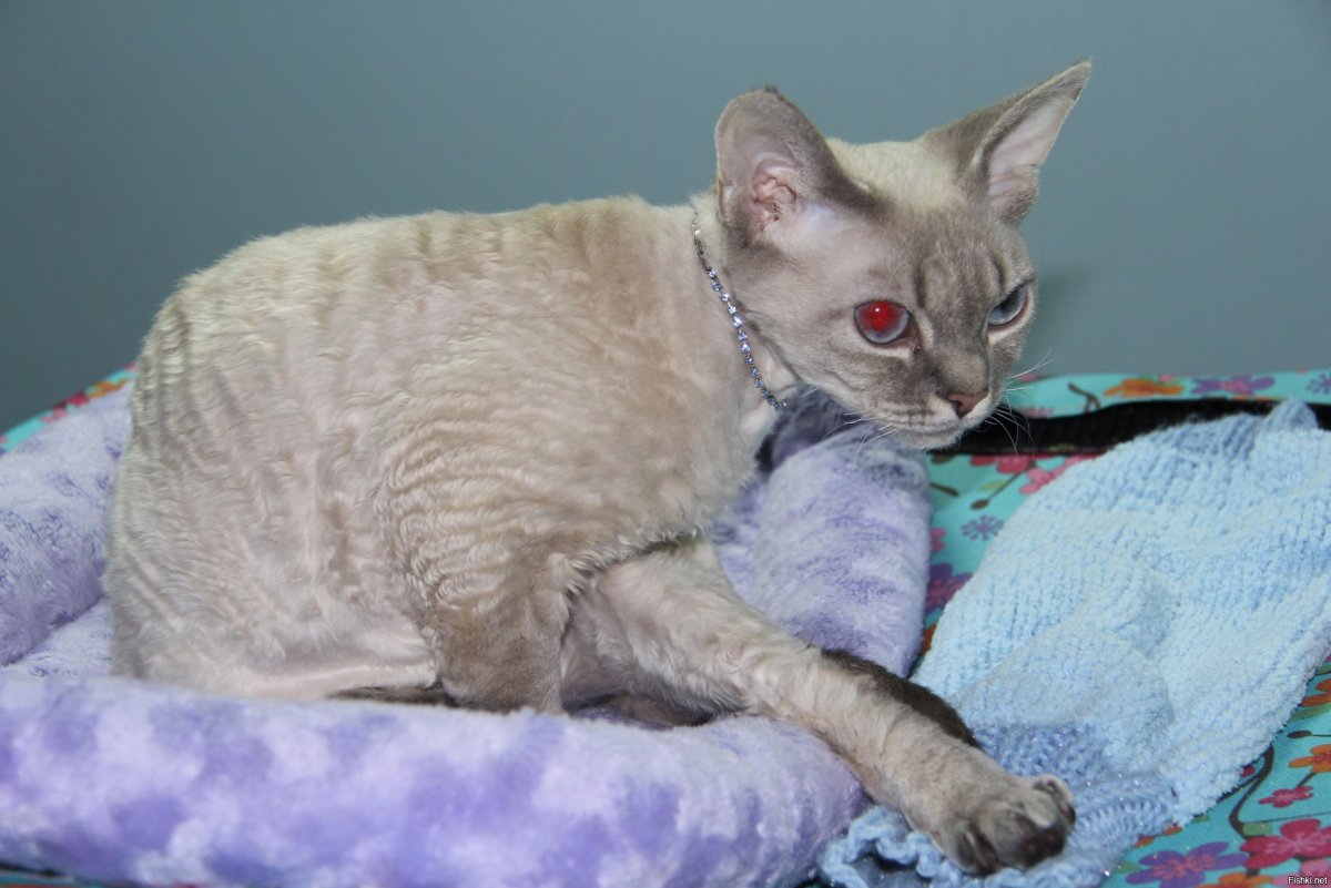 Девон рекс аллергия