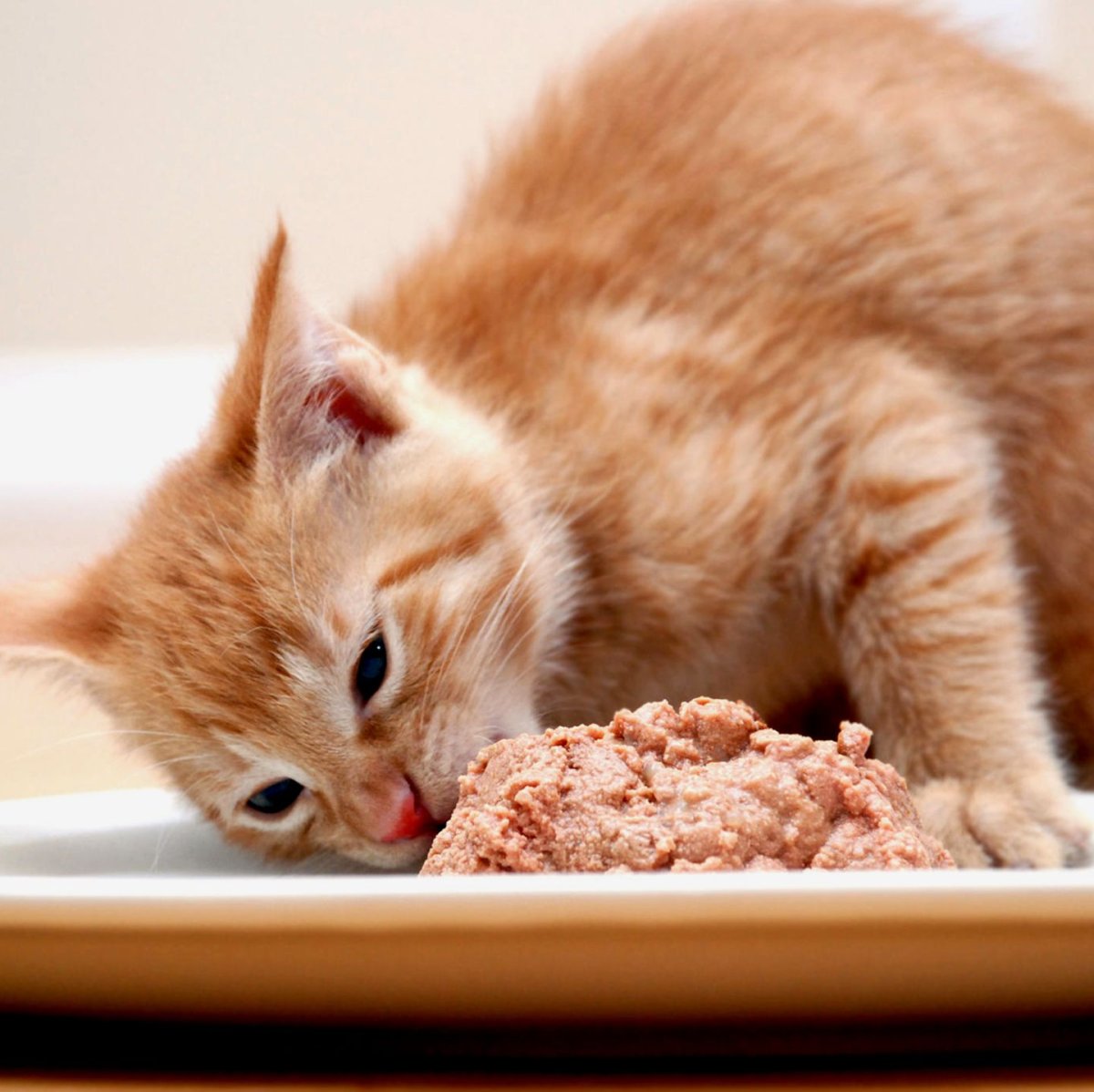 Каша для кошек