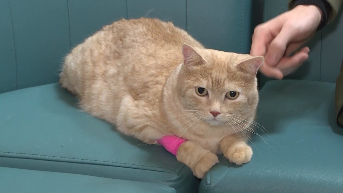 Alitart Cat аллергия