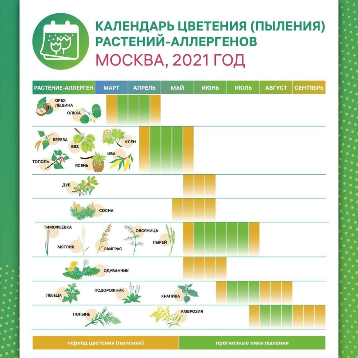 Календарь цветения для аллергиков 2022 в Москве
