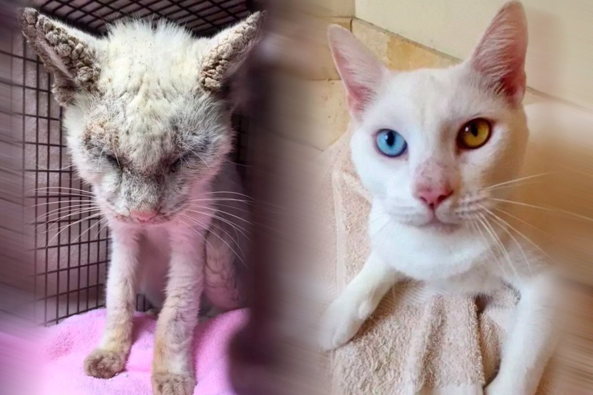 Бездомные котята до и после