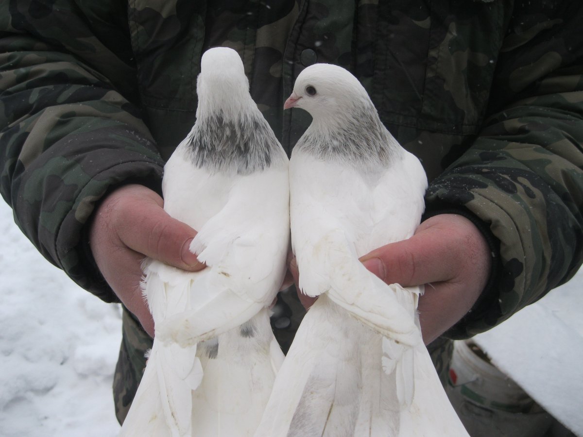 Бакинские бойные голуби