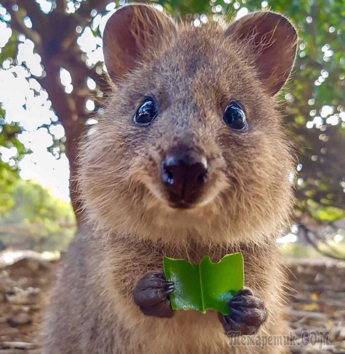 Милое животное