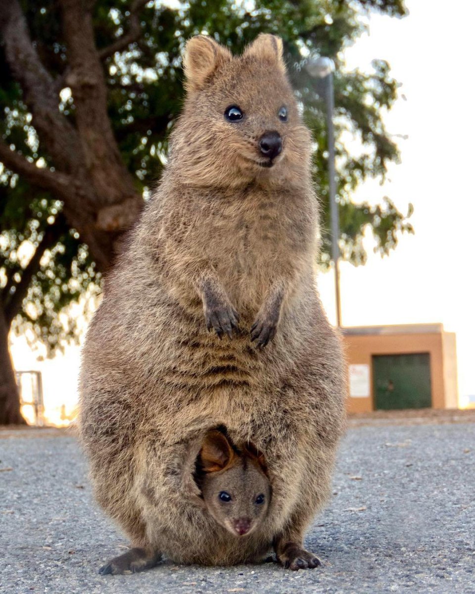Валлаби Квокка