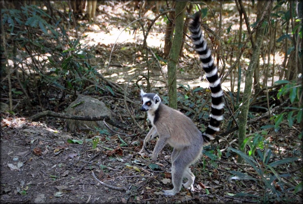 Мелкозубый лемур
