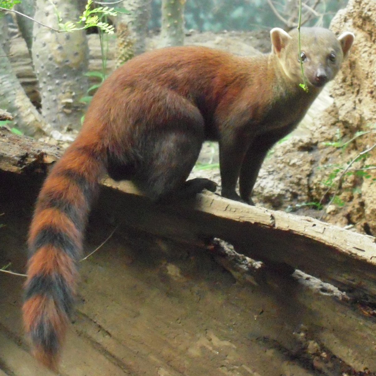 Кольцехвостый Мангуст