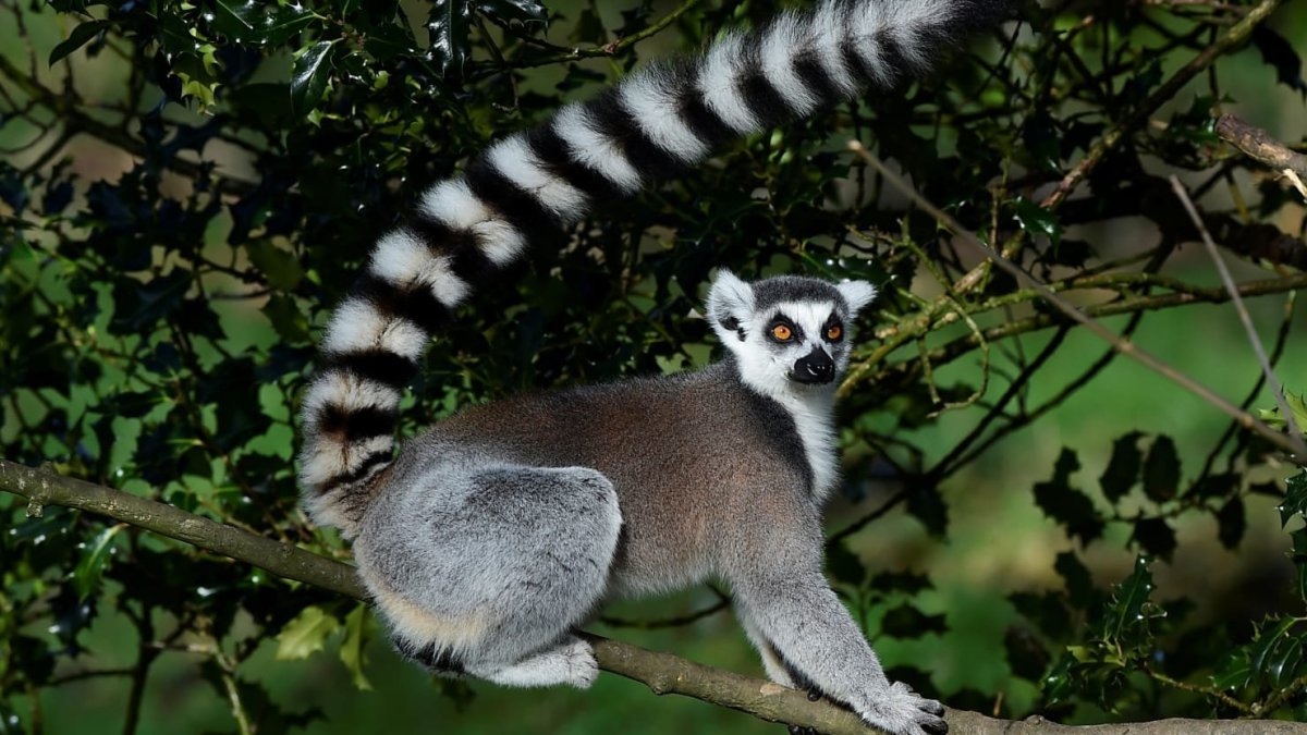 Полосатый лемур