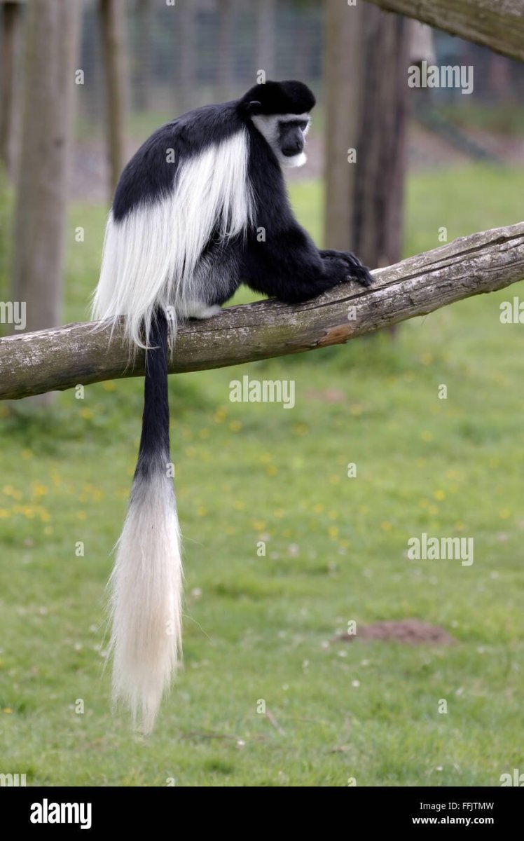Colobus angolensis
