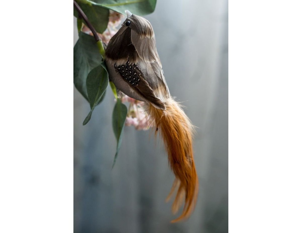 Птица кофейного цвета с длинным хвостом