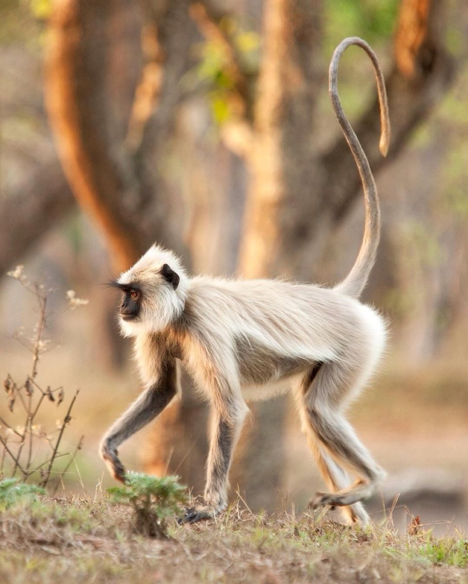 Обезьяна серый Лангур