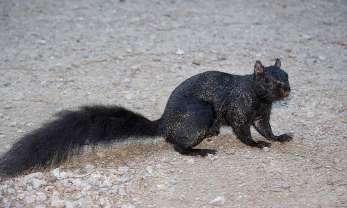 Канадская белка черная