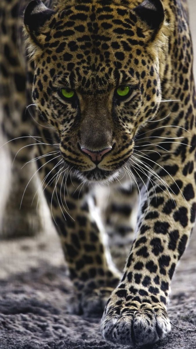 Леопард морда