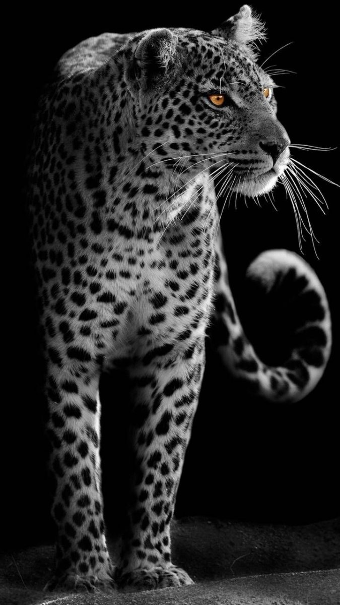 Леопард на черном фоне