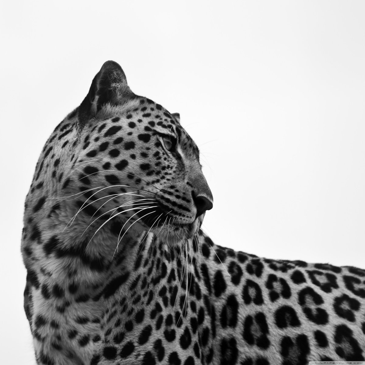 Леопард обои