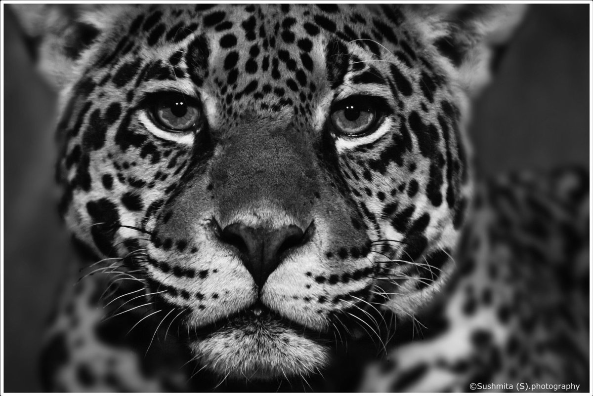 Ягуар морда