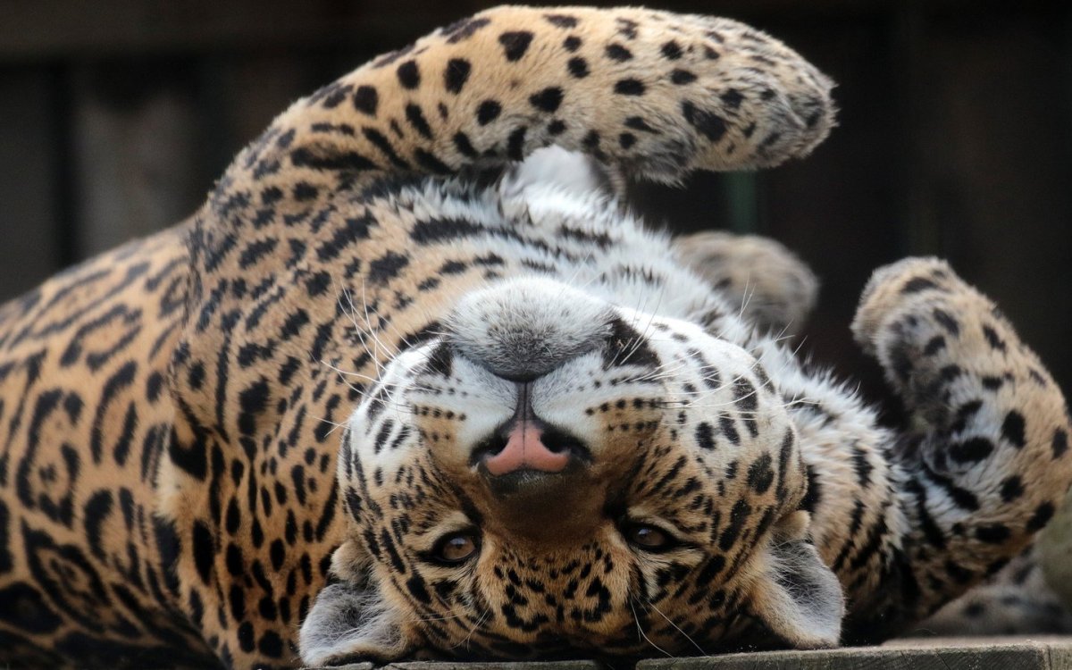 Ягуар животное