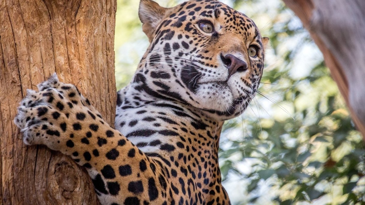 Европейский леопард