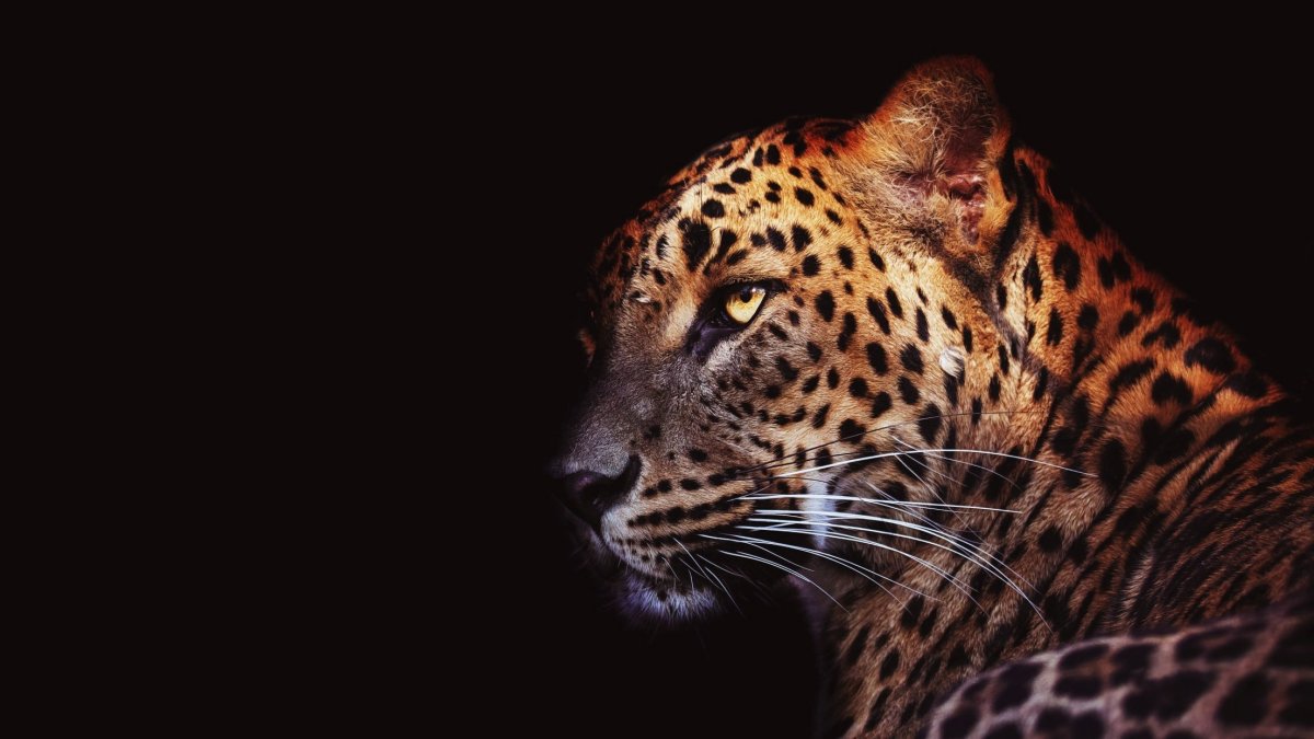 Гепард на черном фоне