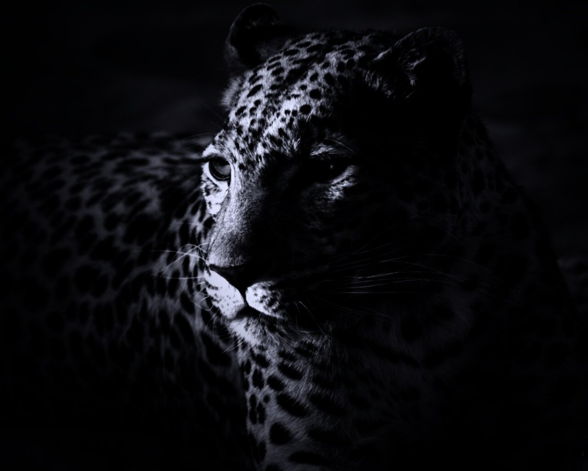 Леопард снежный Барс Ягуар