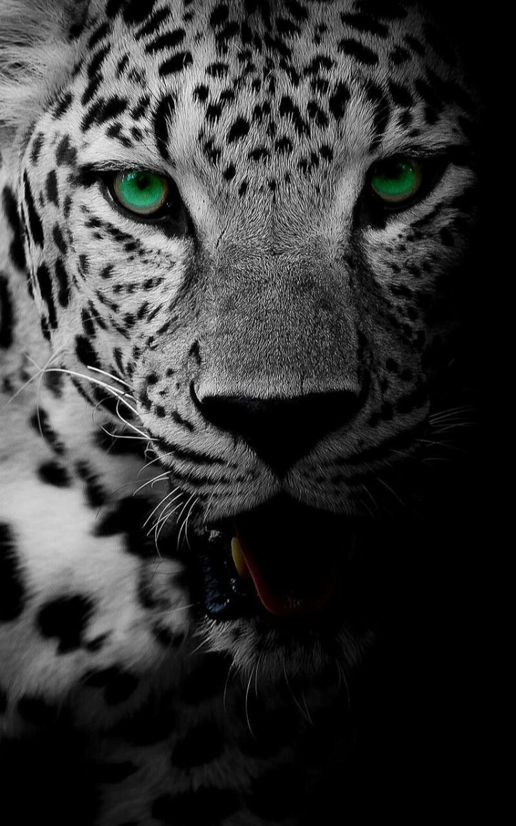 Леопард черно белый