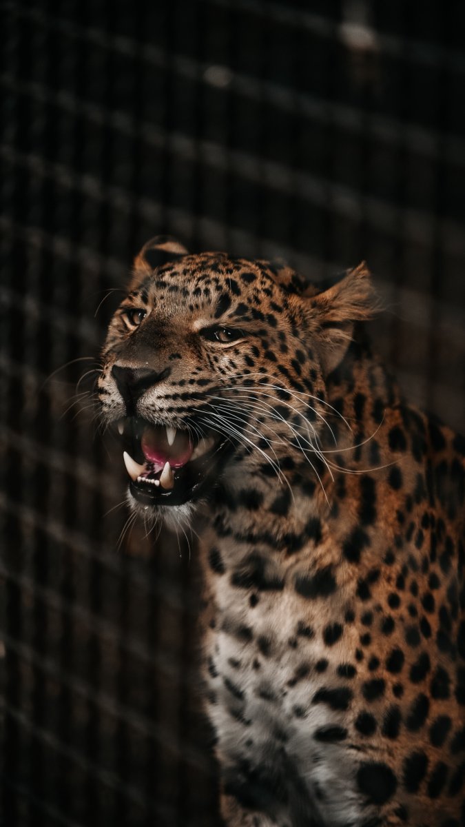 Гепард оскал