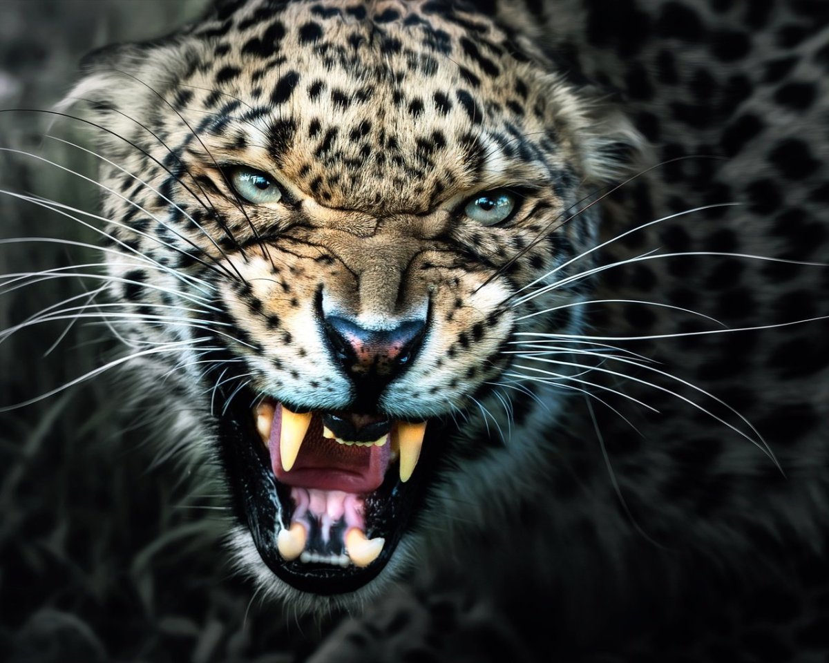 Оскал ягуара